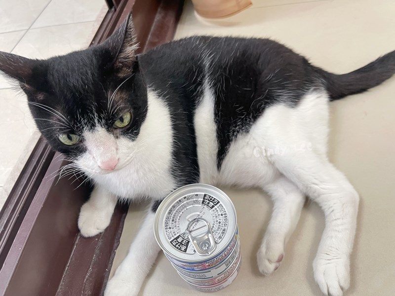 女人知己試用大隊,口碑行銷,部落客行銷,PURRFACT 波菲特貓用主食罐,主食罐,PURRFACT波菲特,貓主食罐,貓罐,PURRFACT波菲特貓用主食罐,魚肉蔓越莓主食罐,鮮嫩雞主食罐,鹿肉雞肉主食罐,牛肉鵪鶉貓主食罐,干貝蠶蛹配方,鱷魚肉白木耳配方,雞肉魚肉配方,安心鶉配方,評價,體驗,適口性佳,心得,成貓適用,高齡貓適用,質地是慕絲狀